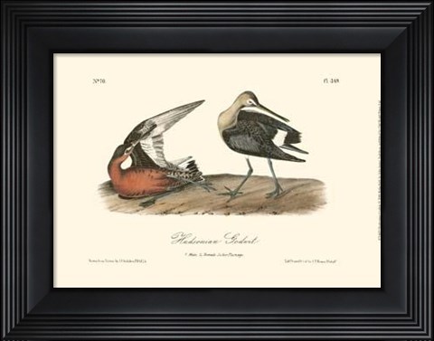 Framed Hudsonian Godwit Print