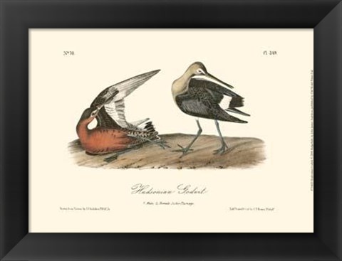 Framed Hudsonian Godwit Print