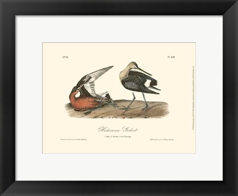 Framed Hudsonian Godwit Print