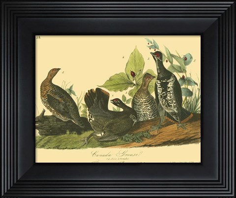 Framed Canada Grouse Print