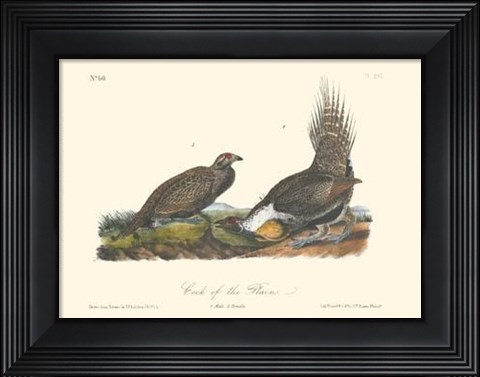 Framed Cock Of The Plains Print
