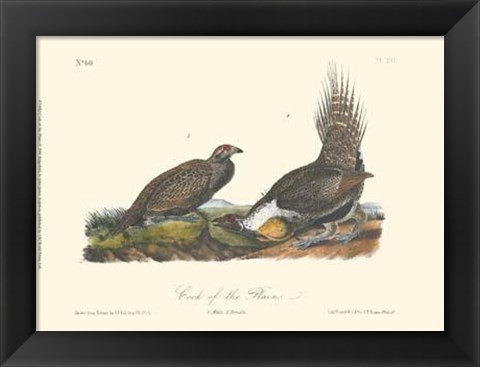 Framed Cock Of The Plains Print