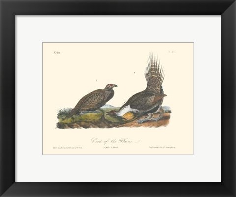 Framed Cock Of The Plains Print