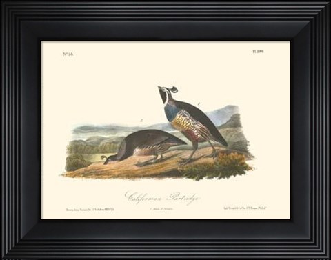 Framed California Partridge Print