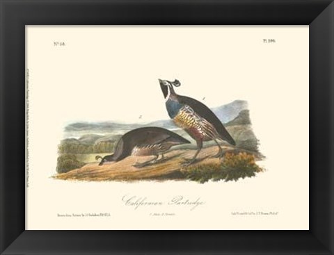 Framed California Partridge Print