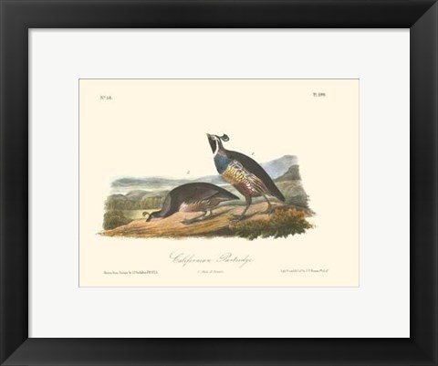 Framed California Partridge Print