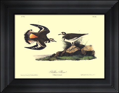Framed Kildeer Plover Print