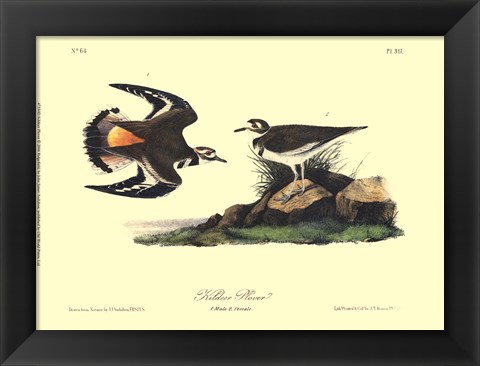 Framed Kildeer Plover Print