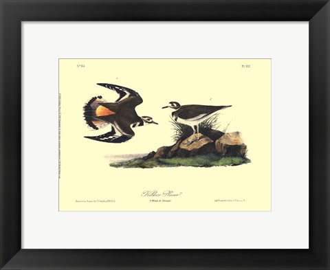 Framed Kildeer Plover Print