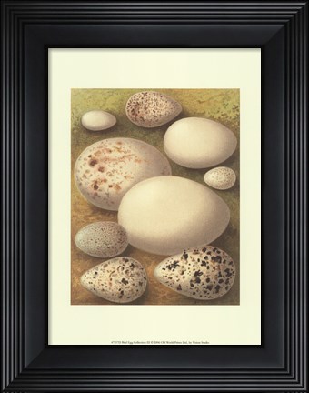 Framed Bird Egg Collection III Print