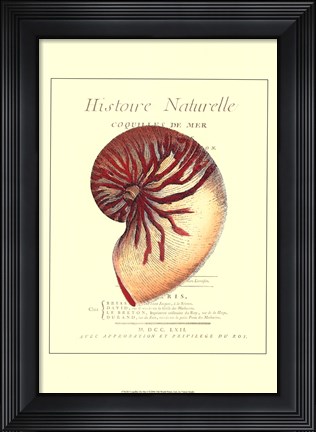 Framed Coquilles De Mer I Print