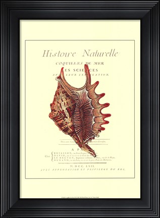 Framed Coquilles De Mer III Print
