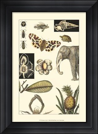 Framed Nature's Curio I Print