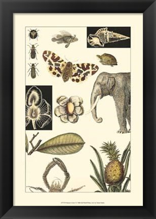 Framed Nature&#39;s Curio I Print