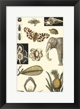 Framed Nature&#39;s Curio I Print