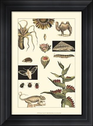 Framed Nature's Curio III Print