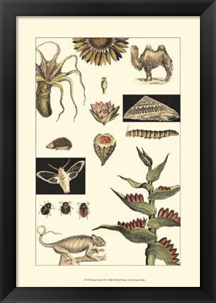 Framed Nature&#39;s Curio III Print