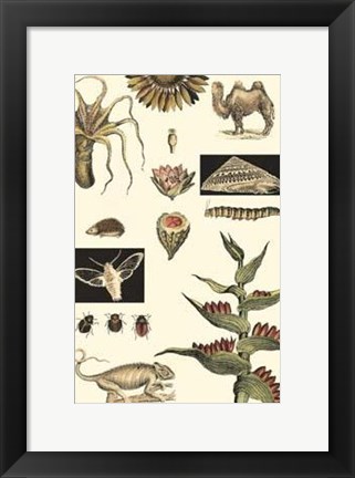 Framed Nature&#39;s Curio III Print