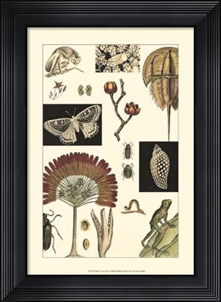 Framed Nature's Curio IV Print