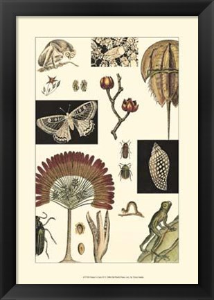 Framed Nature&#39;s Curio IV Print