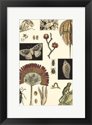 Framed Nature&#39;s Curio IV Print
