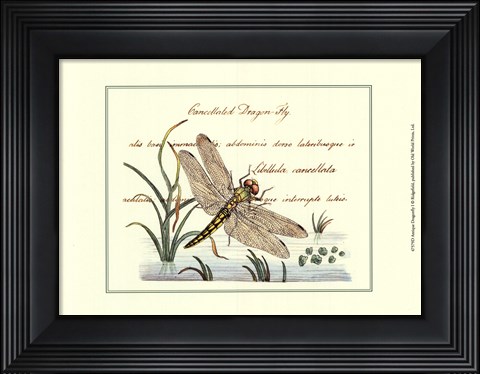 Framed Antique Dragonfly I Print