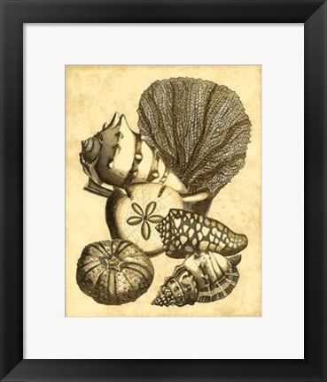 Framed Neutral Shell Coral Collection I Print