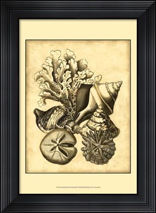 Framed Neutral Shell Coral Collection II Print