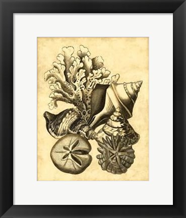 Framed Neutral Shell Coral Collection II Print