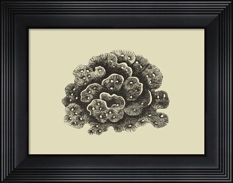 Framed Coral On Khaki I Print