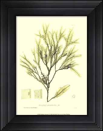 Framed Seaweed I Print