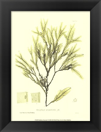 Framed Seaweed I Print