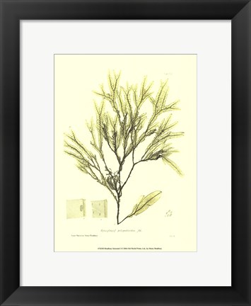 Framed Seaweed I Print