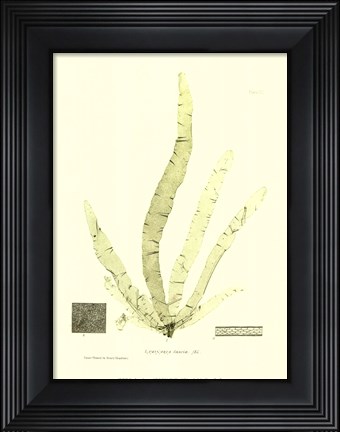 Framed Seaweed II Print