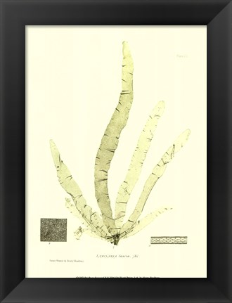 Framed Seaweed II Print
