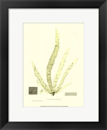 Framed Seaweed II Print