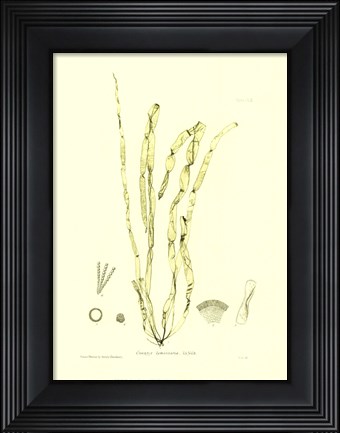 Framed Seaweed III Print