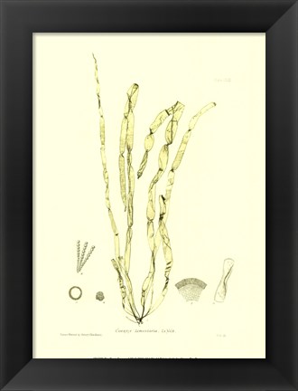 Framed Seaweed III Print