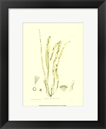 Framed Seaweed III Print