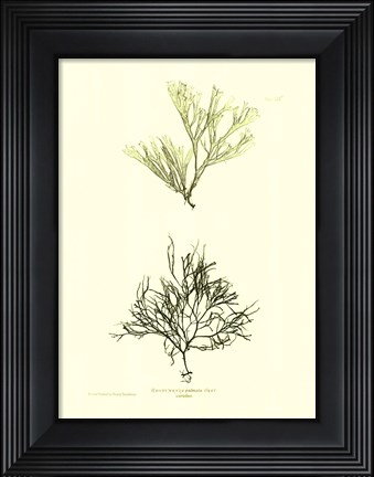 Framed Seaweed IV Print