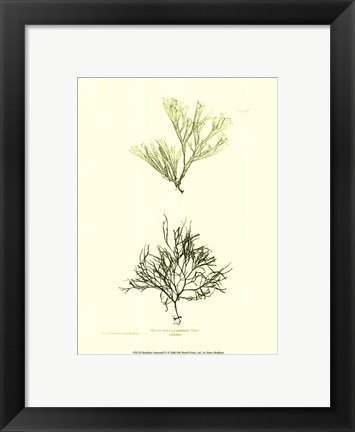 Framed Seaweed IV Print