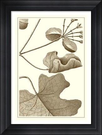 Framed Cropped Sepia Botanical I Print