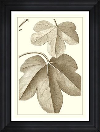 Framed Cropped Sepia Botanical III Print