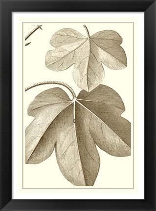 Framed Cropped Sepia Botanical III Print