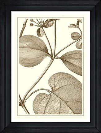 Framed Cropped Sepia Botanical V Print