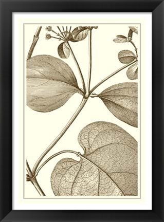Framed Cropped Sepia Botanical V Print