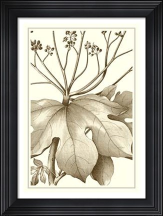 Framed Cropped Sepia Botanical VI Print
