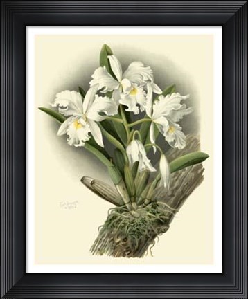 Framed Dramatic Orchid I Print