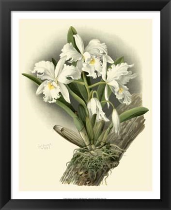 Framed Dramatic Orchid I Print