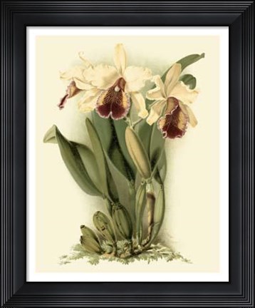 Framed Dramatic Orchid II Print
